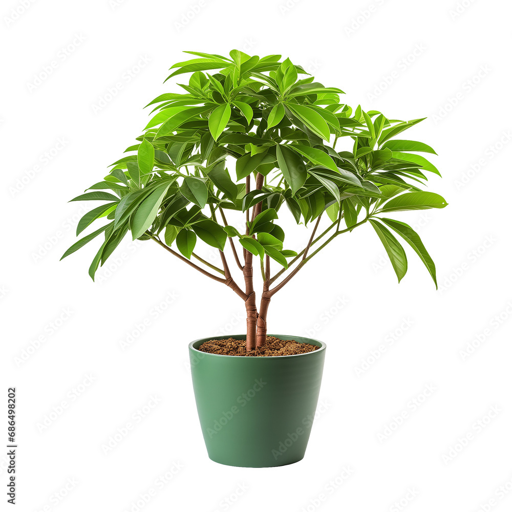 Photo of schefflera plant in flowerpot isolated Photo of schefflera plant in flowerpot isolated