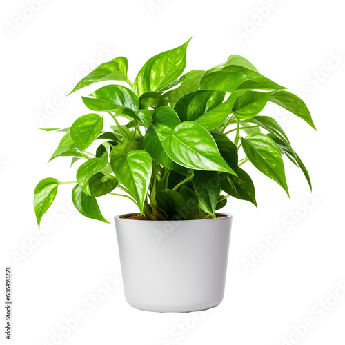 Photo of pothos plant in flowerpot isolated