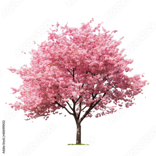 Photo of cherry tree isolated