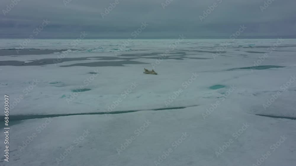 Polar bear is lying on ice. Polar bear scratches his back on ice.