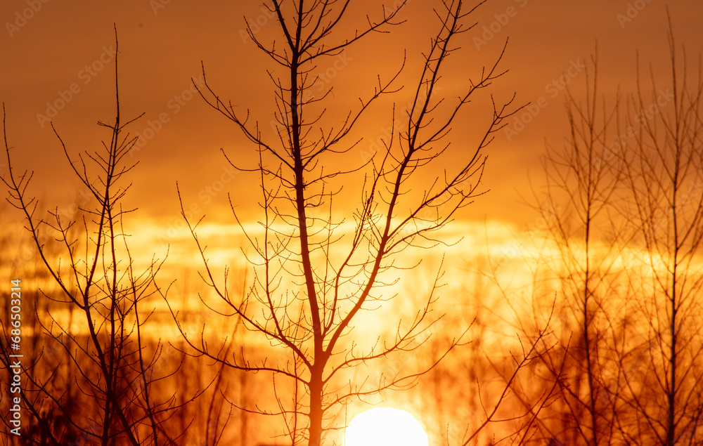 Bare tree branches at sunset in winter Bare tree branches at sunset in winter