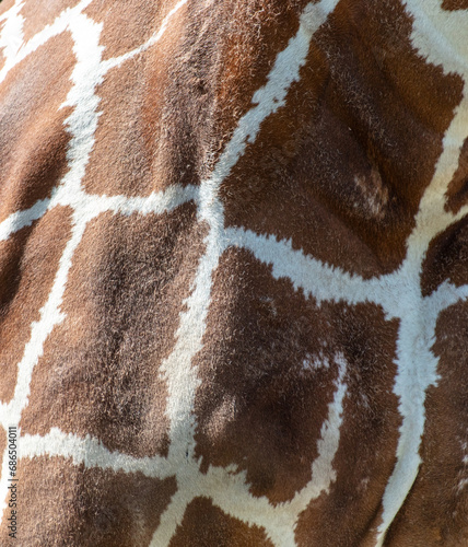 Spots on a giraffe as an abstract background