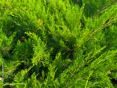 Green thuja branches in nature as a background