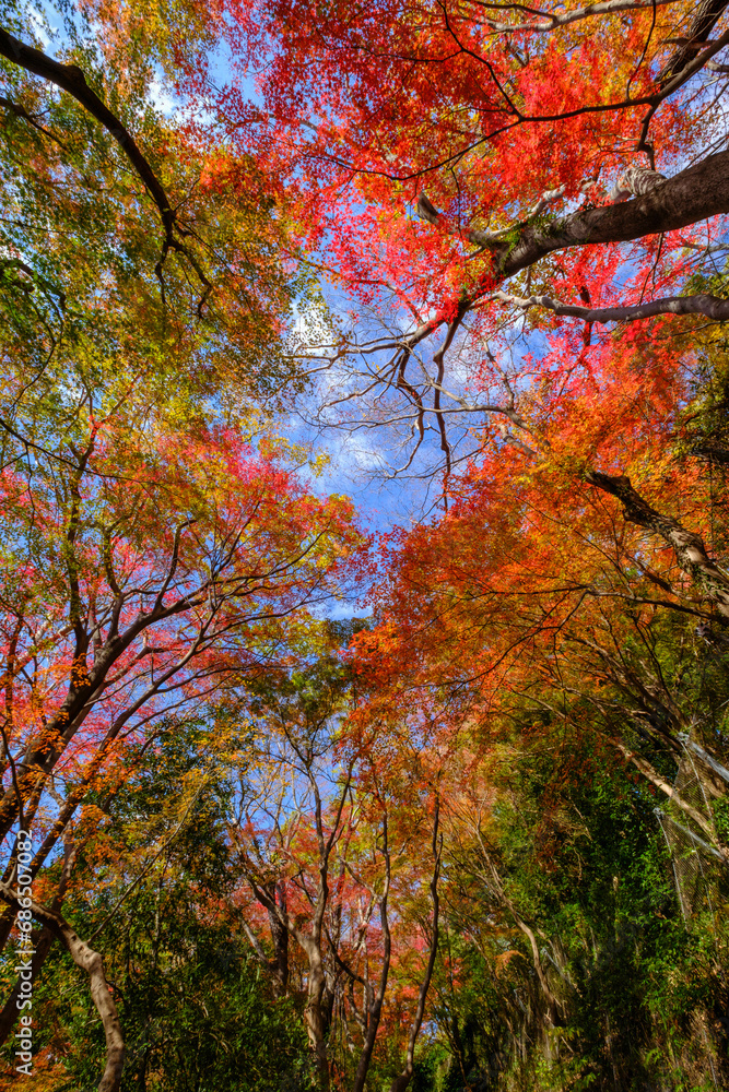 12月のよく晴れた日、六甲山の登山道の紅葉。