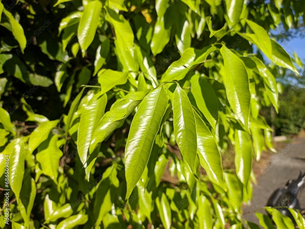 young gaharu leaves in the morning