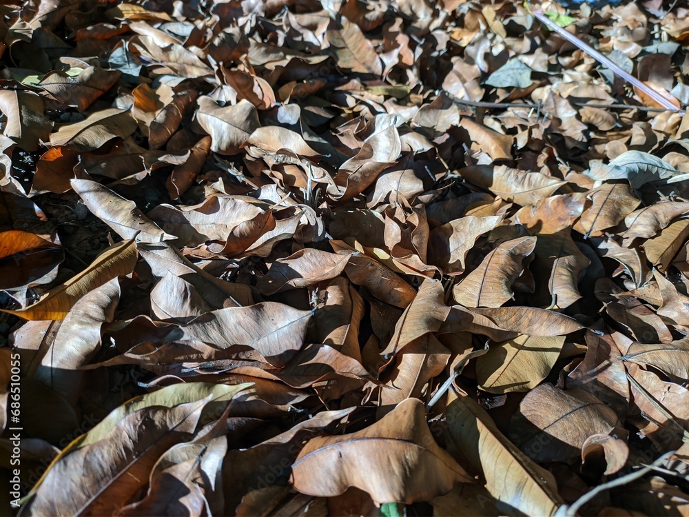 Old gaharu leaves fell on the ground Old gaharu leaves fell on the ground