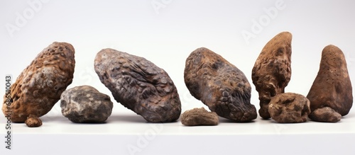 200 million-year-old feces from actual dinosaurs, known as Coprolite. photo
