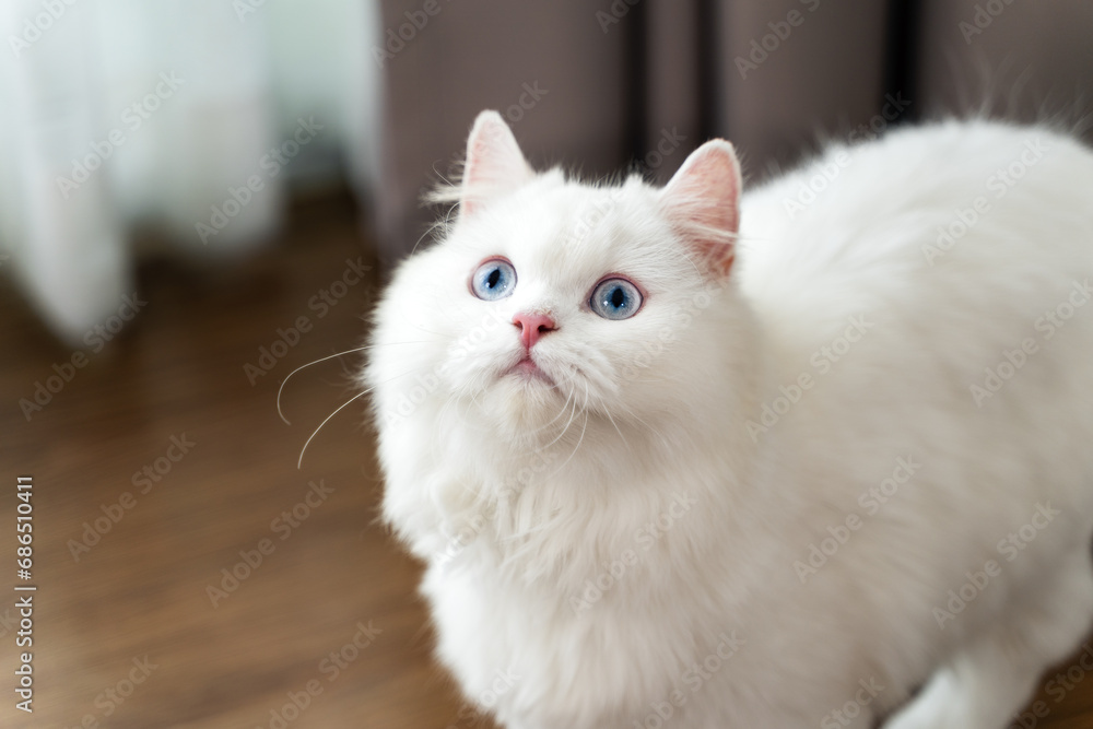 The adorable white Persian cat is in the living room at home. Pet Animal Concept.