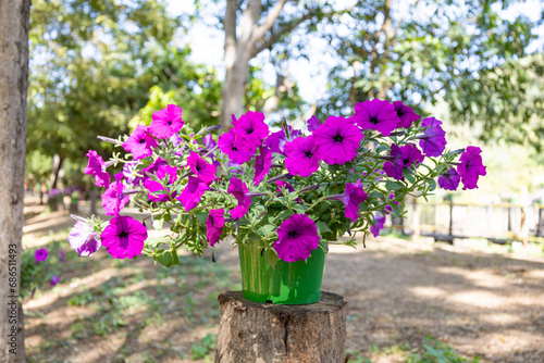 Purple petunias in the pot in the garden  Garden flowers concept