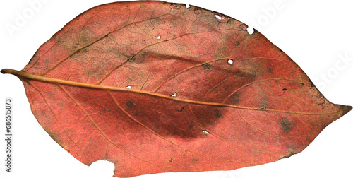 虫に食べられて穴の開いた紅葉して赤くなった落ち葉の裏側 photo