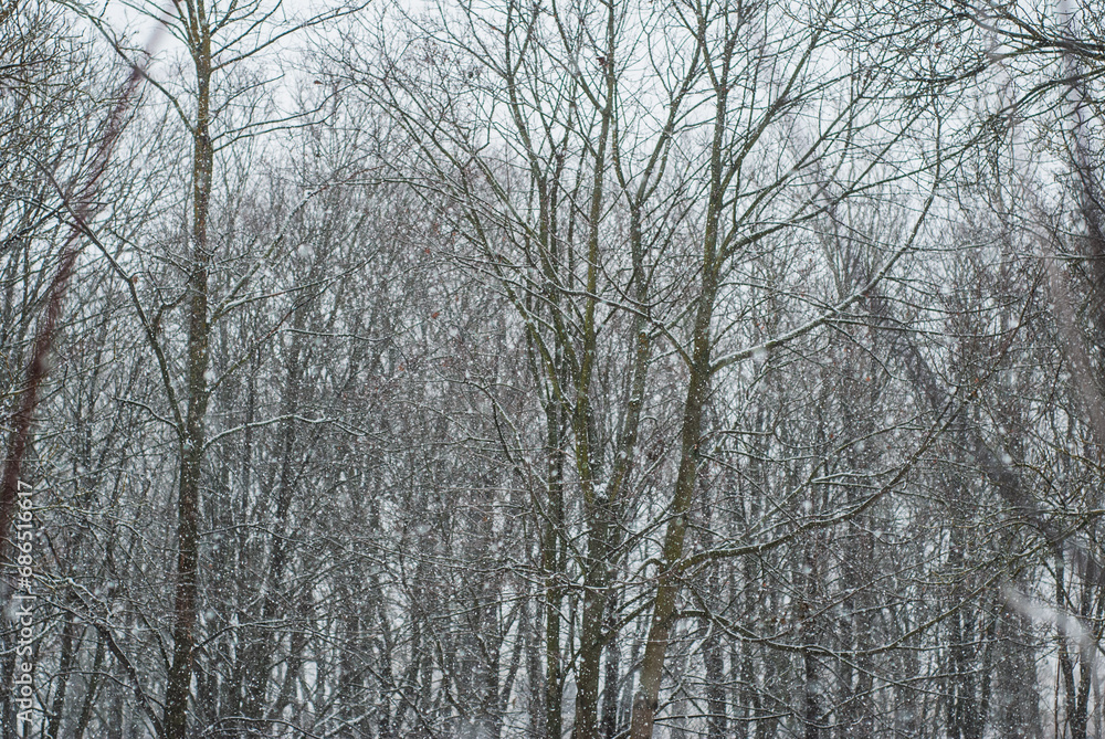 snowfall on the background of trees without leaves snowfall on the background of trees without leaves