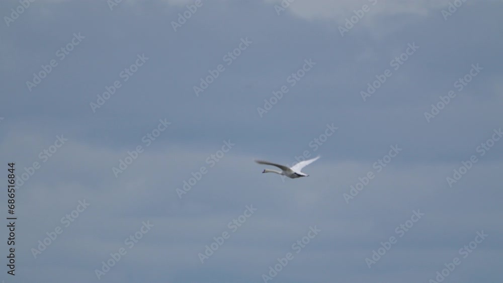 Bird Wildlife - Mute Swan in Super Slow Motion 4K 120fps Bird Wildlife - Mute Swan in Super Slow Motion 4K 120fps