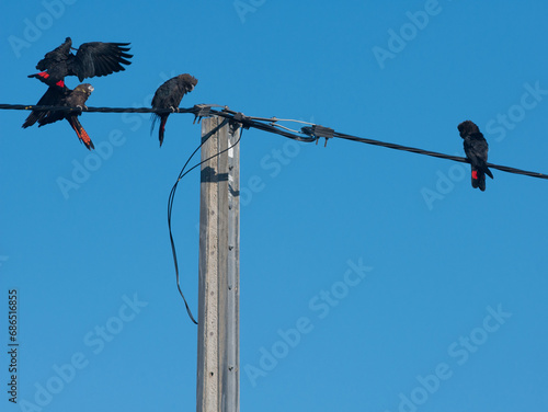 Glossy black cockatoo calyptorhynchus lathami halmaturinus prepares to land on telegraph wire with three other cockatoos of the same species on Kangaroo Island, Australia