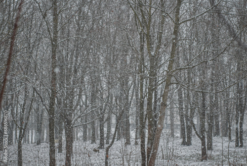 snowfall in a gloomy park
