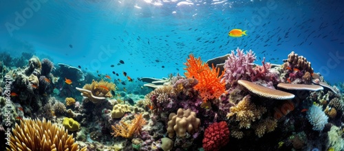 A diver explores a vibrant coral reef in remote Raja Ampat  famous for its diverse marine life and incredible diving opportunities.