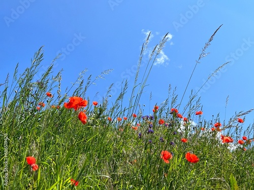 Poppies flowers in field grass. © OLENA