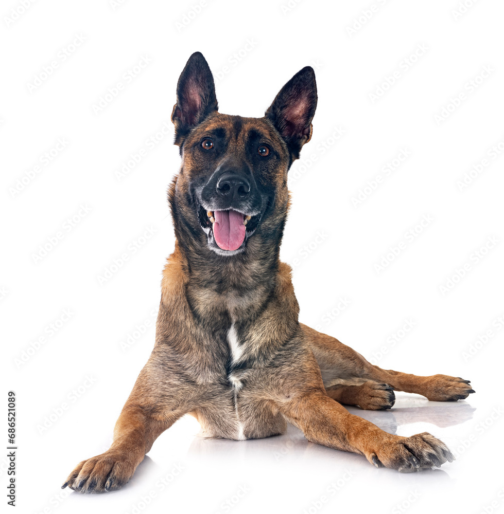 malinois in studio