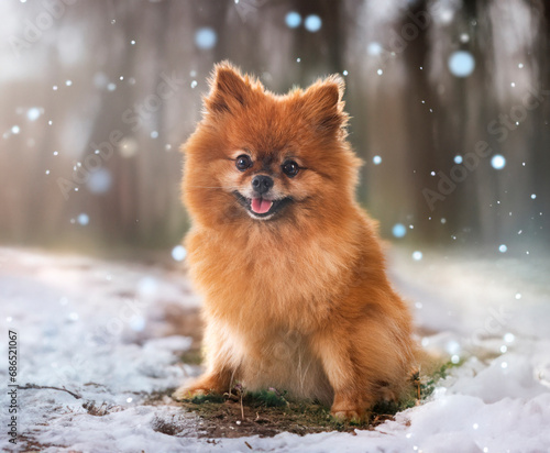 young pomeranian in nature © cynoclub