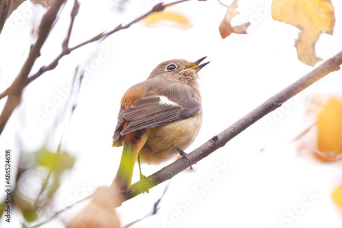 さえずる可愛いジョウビタキ（ヒタキ科）。

日本国神奈川県横浜市鶴見区、三ツ池公園にて。
2023年11月18日撮影。

A Lovely Daurian Redstart (family Eupatoridae) chirping.

At Mitsuike park, Tsurumi-ku, Kanagawa, Japan,
photo by November 18, 2023.
 photo