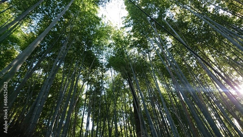 Fototapeta Naklejka Na Ścianę i Meble -  竹林の小道 / The bamboo forest path