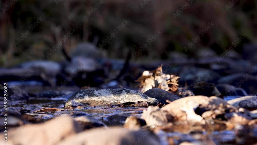 Fallen Leaves in Colorado River, Autumn Fall Season Leaves Fallen Leaves in Colorado River, Autumn Fall Season Leaves