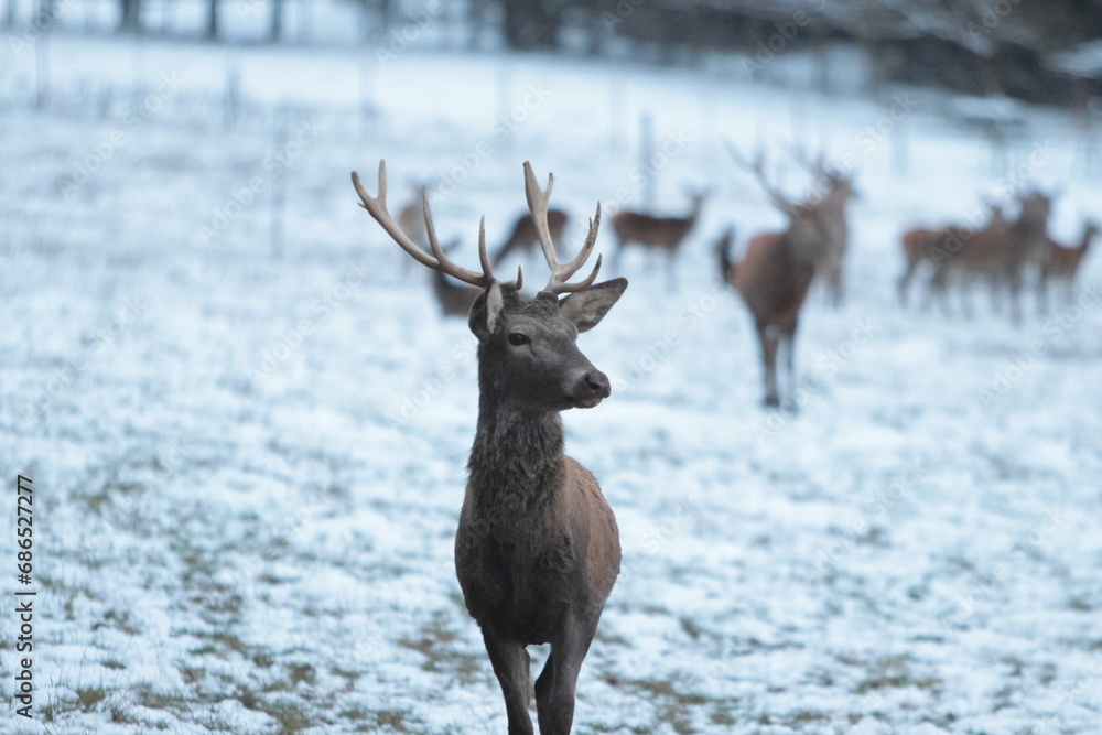 deer in the snow deer in the snow