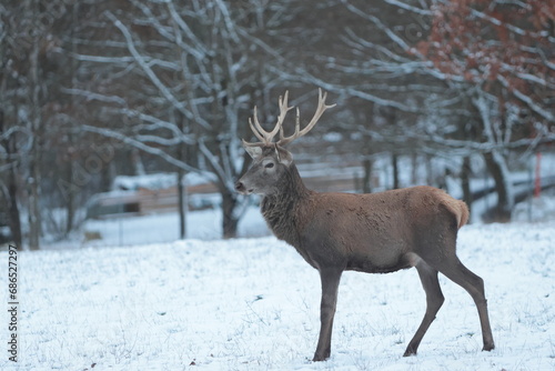deer in winter © Roman Härtl
