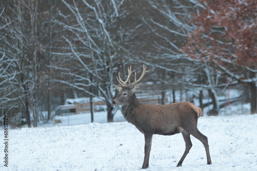 deer in winter