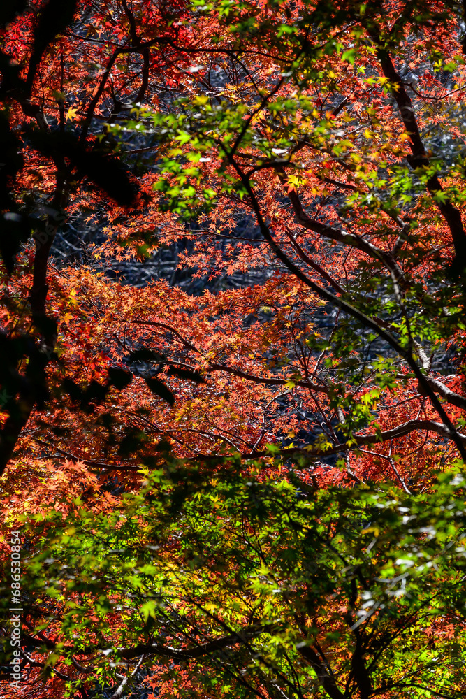 12月のよく晴れた日、六甲山の登山道の紅葉。