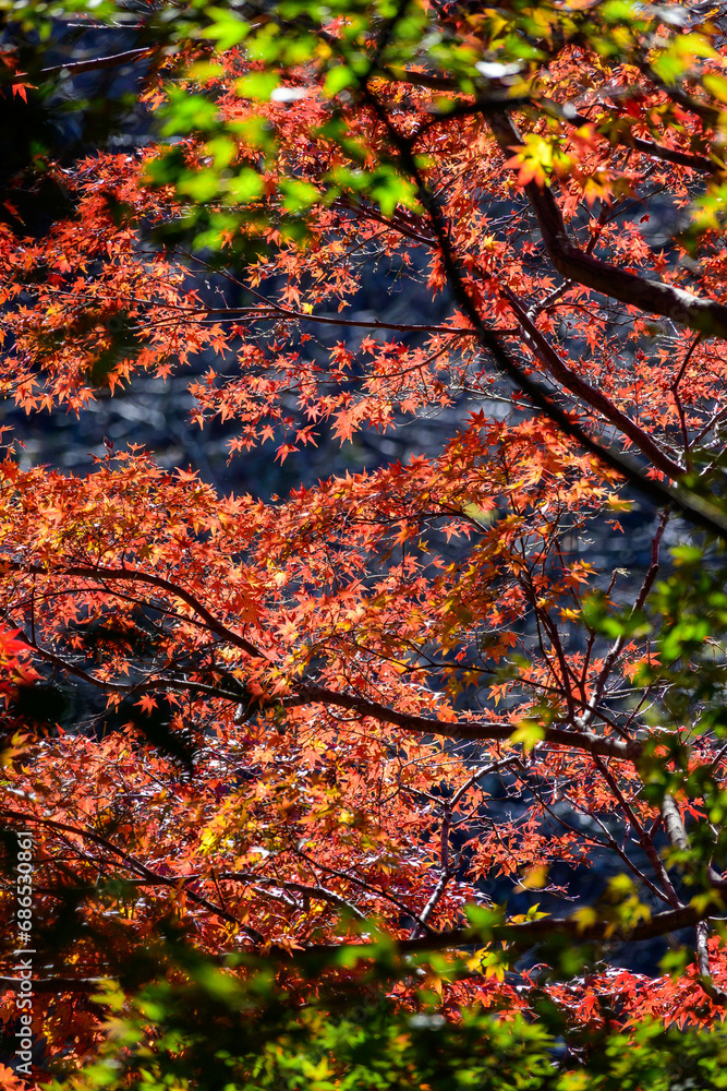 紅葉真っ盛り。神戸市内からすぐの保久良山神社の参道にて撮影