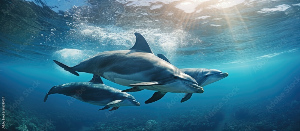 Fototapeta premium Dolphins named Delphinus capensis swim in the Atlantic Ocean.
