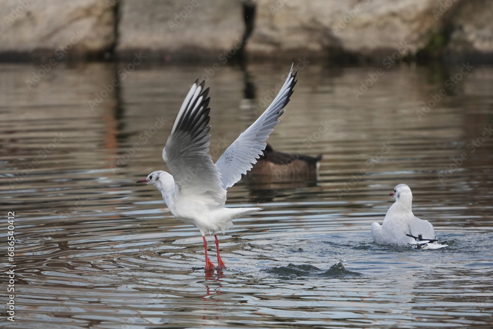 black headed gull in a seashore