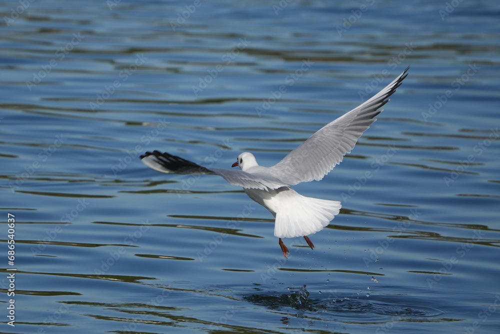 black headed gull in a seashore black headed gull in a seashore