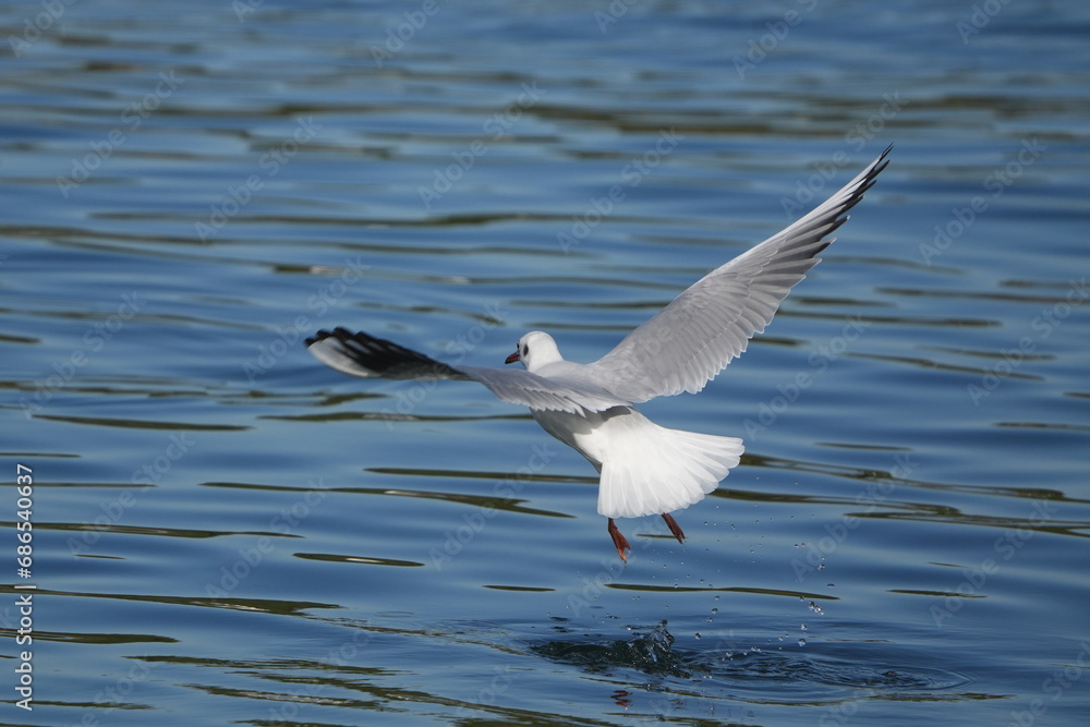 black headed gull in a seashore