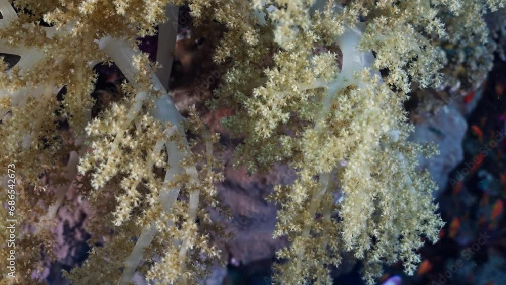 Scuba diving into Coral reef in the Red Sea Egypt.
Soft Coral, Hard Coral, colourful, fantastic views with life developing all around Scuba diving into Coral reef in the Red Sea Egypt.
Soft Coral, Hard Coral, colourful, fantastic views with life developing all around