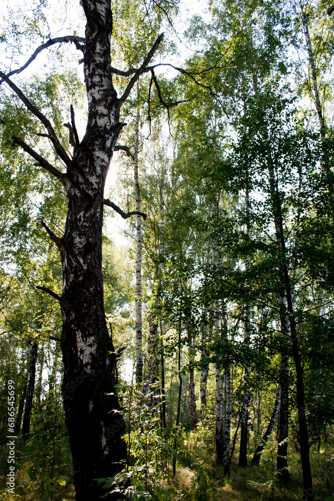 Fototapeta premium birch forest in sunlight in the morning. russia.