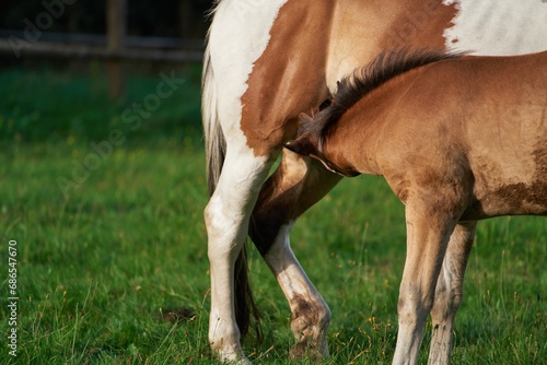 The foal drinks milk from the Mare. Horse farm. Big and small horses. Breastfeeding and care of young foal.