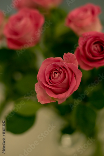 Pink roses in soft color. Made with blur style for background. Beautiful fresh blossoming flowers roses  spray roses. Blossom in vases and pails. 