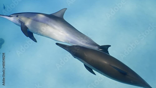 In the Sataya lagoon in the fury shoal reef in the red sea (Egypt), you will find a big pod of dolphin happy to swim with snorkelling