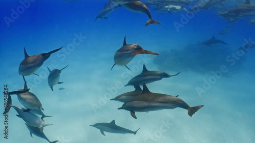 In the Sataya lagoon in the fury shoal reef in the red sea (Egypt), you will find a big pod of dolphin happy to swim with snorkelling photo