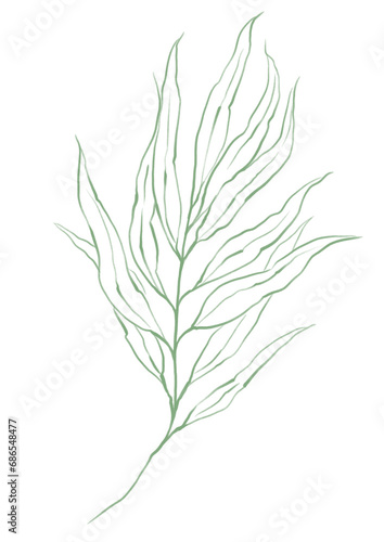 Line art tropical plant. Green palm leaf