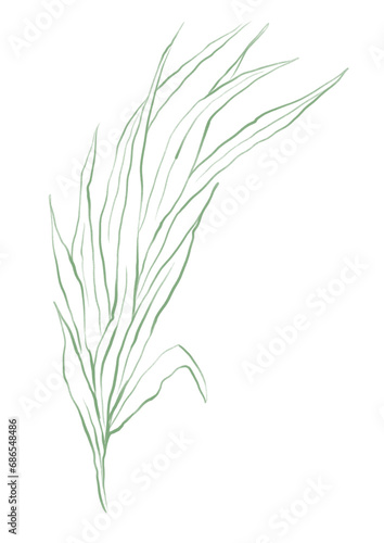 Line art tropical plant. Green palm leaf