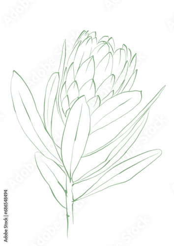 Line art tropical plant. Protea flower