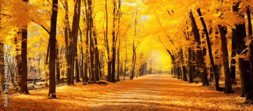 Beautiful fall landscape with golden trees and leaves on a forest trail.