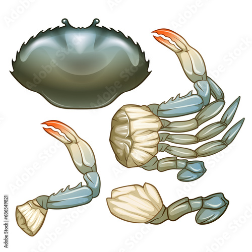Seafood Raw crab isolated on white background. Hand drawn sketch of crab. Vector illustration. Fresh organic seafood.
