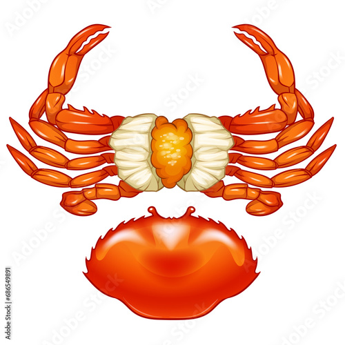 Seafood Raw crab isolated on white background. Hand drawn sketch of crab. Vector illustration. Fresh organic seafood.