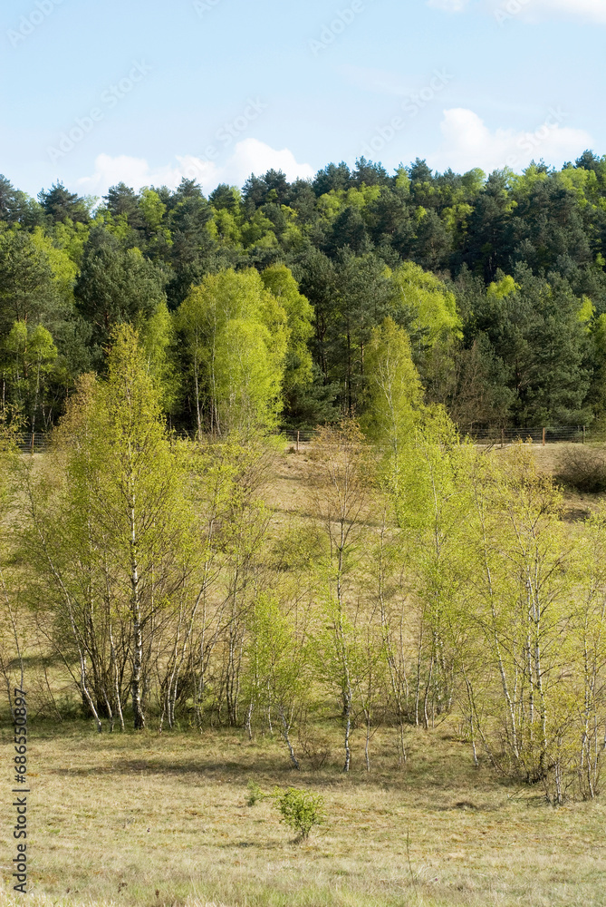 Betula verrucosa, Bouleau verruqueux, Réserve biologique de la Plaine de Chanfroy, Forêt de Fontainebleau, 77, Seine et Marne, France