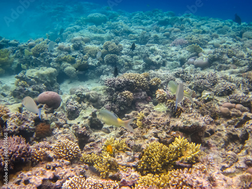 Fototapeta Naklejka Na Ścianę i Meble -  Halichoeres hortulanus in the expanses of the coral reef of the Red Sea