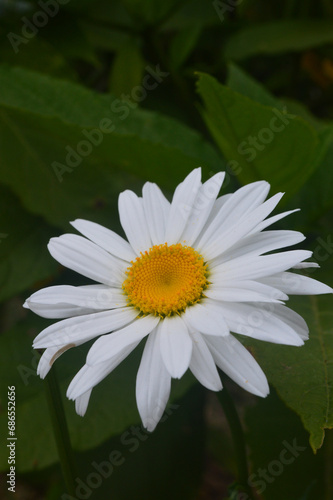 White daisy flower
