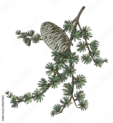 Cedrus atlantica tree branch vector